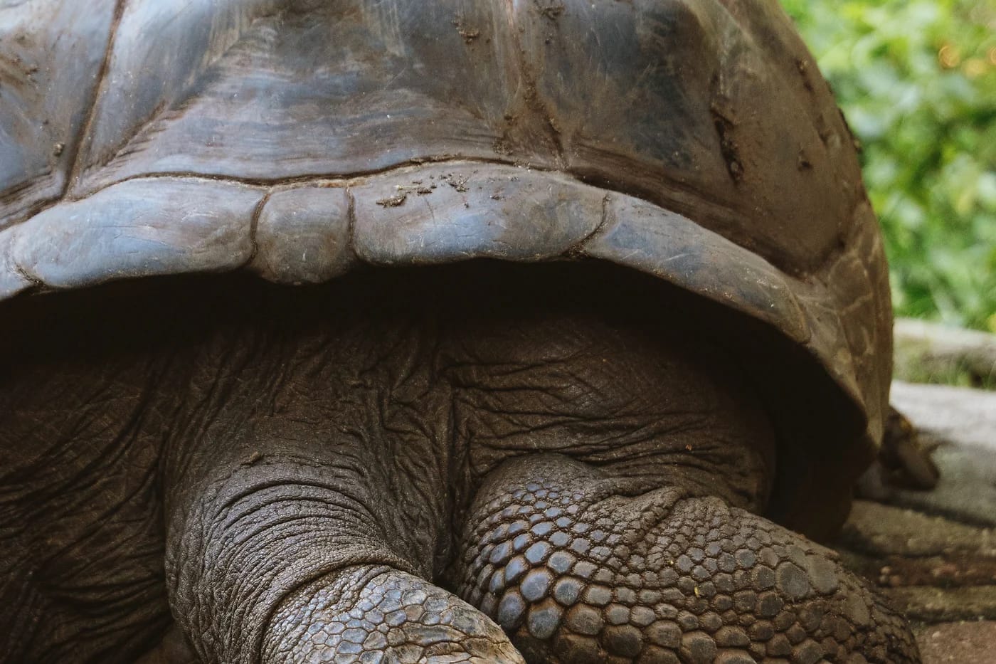 Aldabra-jättiläiskilpikonna Sansibarissa