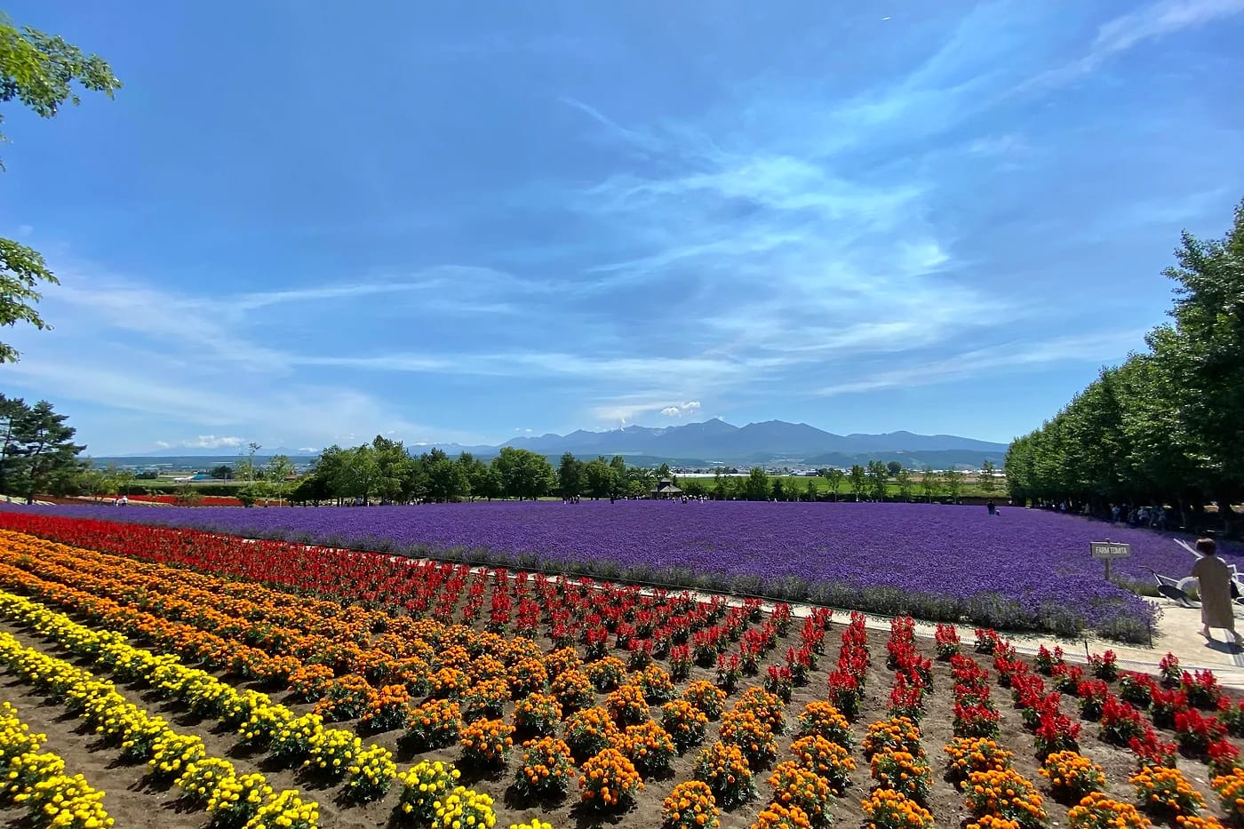 Farm Tomitan kukkapellot Furanossa