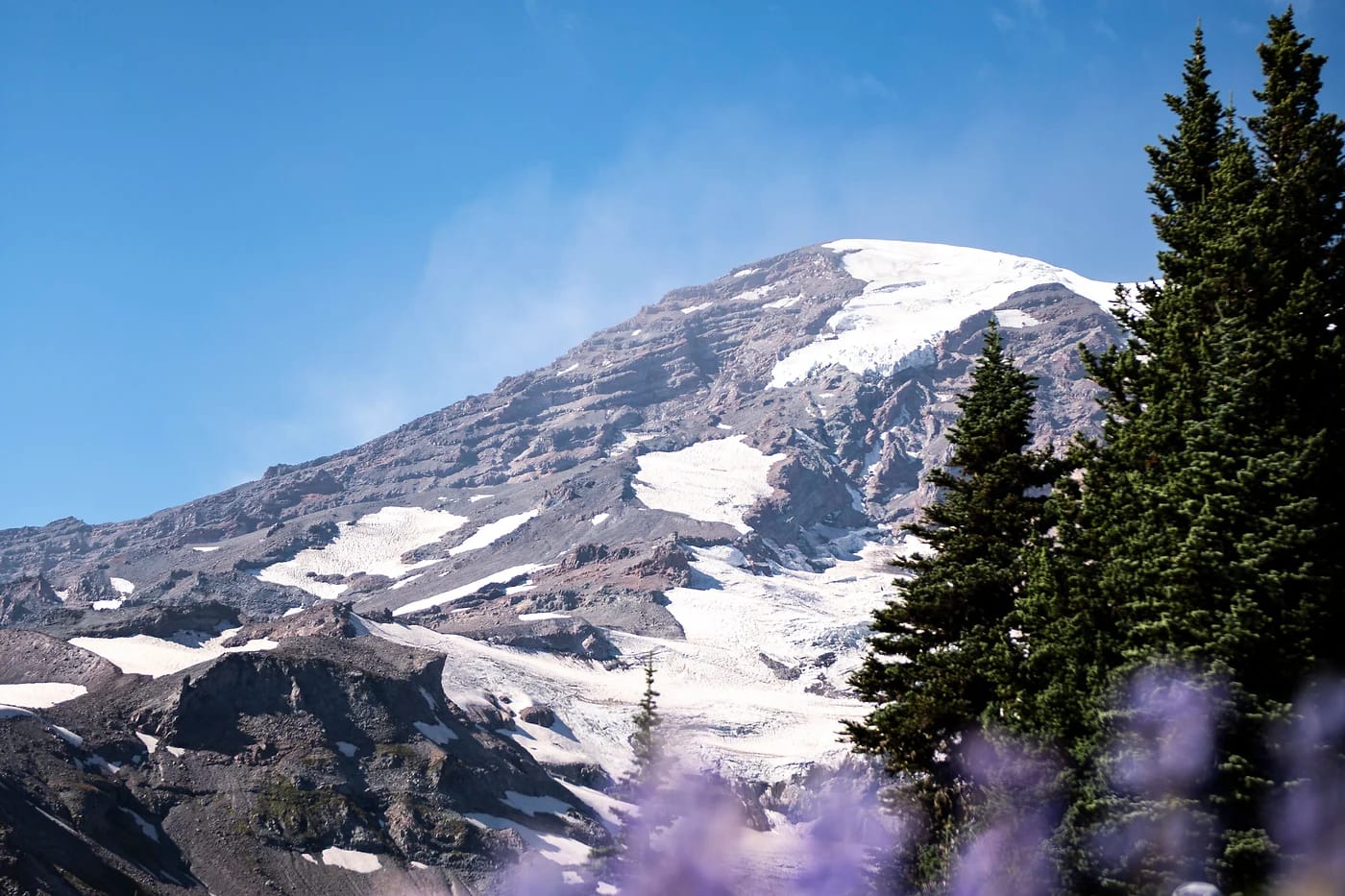 Mount Rainier ja lupiinit kukassa
