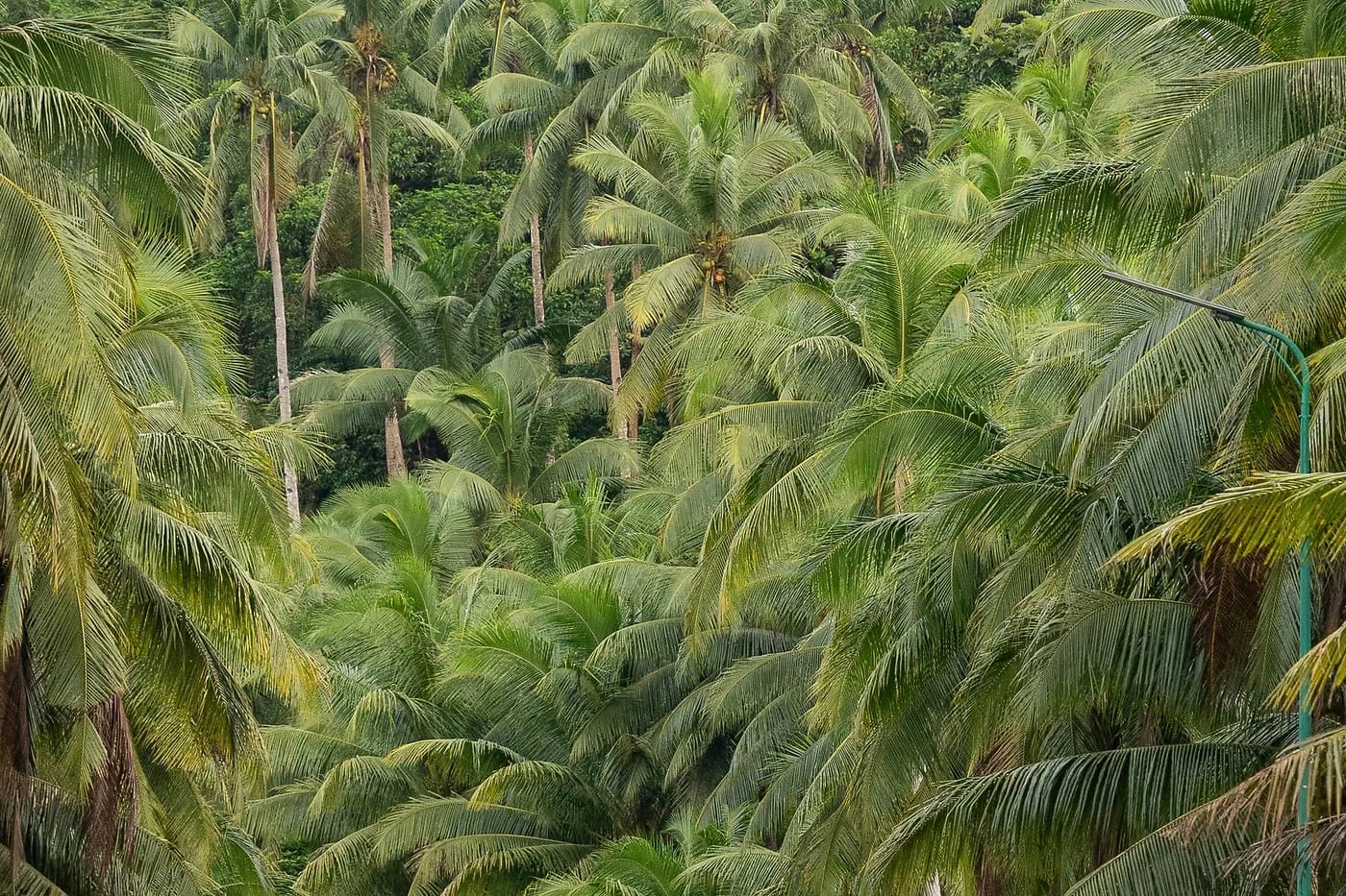 Kookospalmuja Caragan alueella