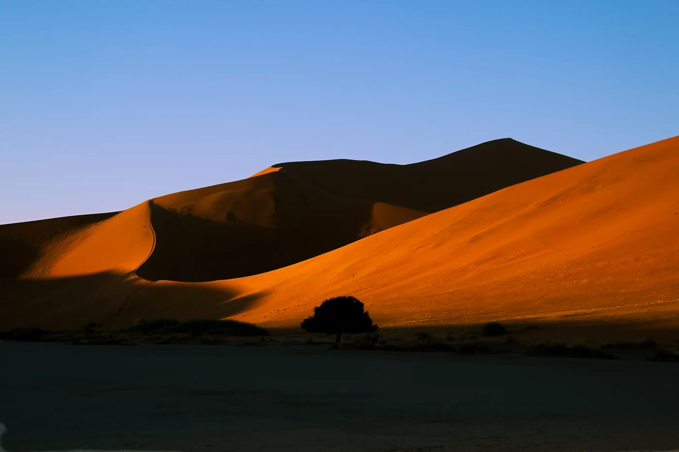 Puun silhuetti Namibian dyynejä vasten auringonnousussa