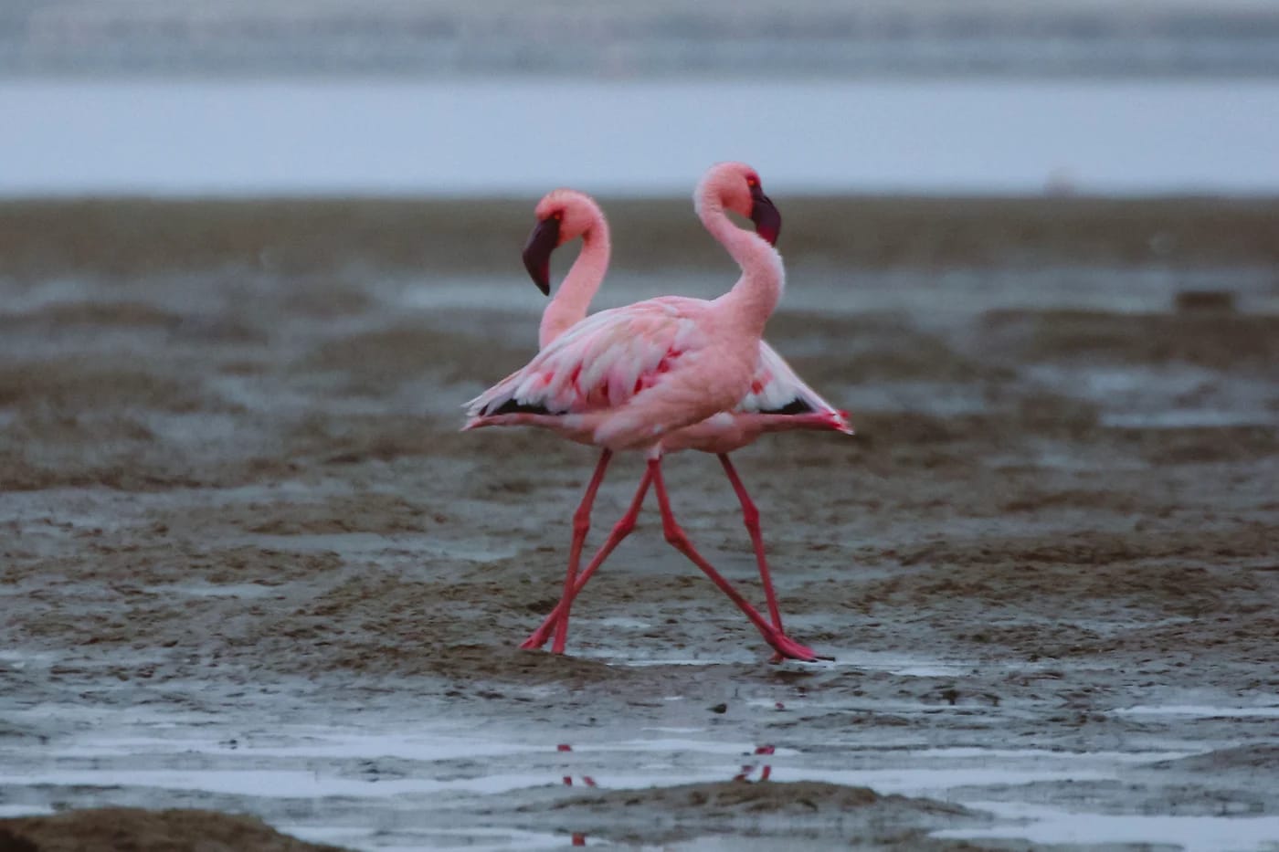 Kaksi flamingoa Walvis Bayn hiekkarannalla