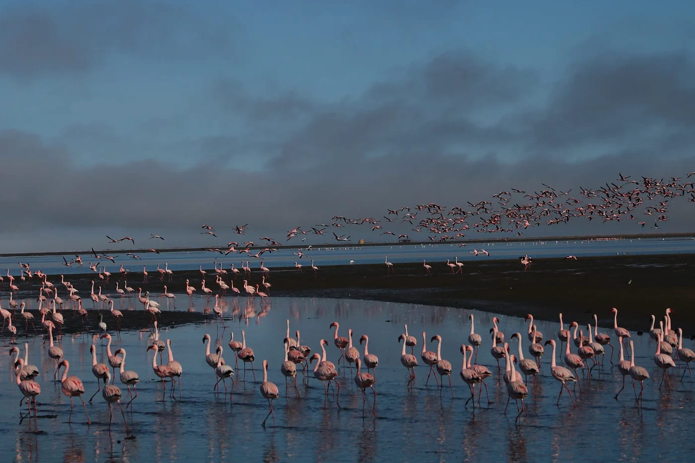 Suuri flamingoparvi Namibian kosteikolla