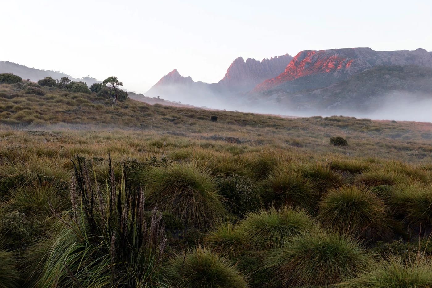 Cradle Mountain sarastuksessa usvan yllä