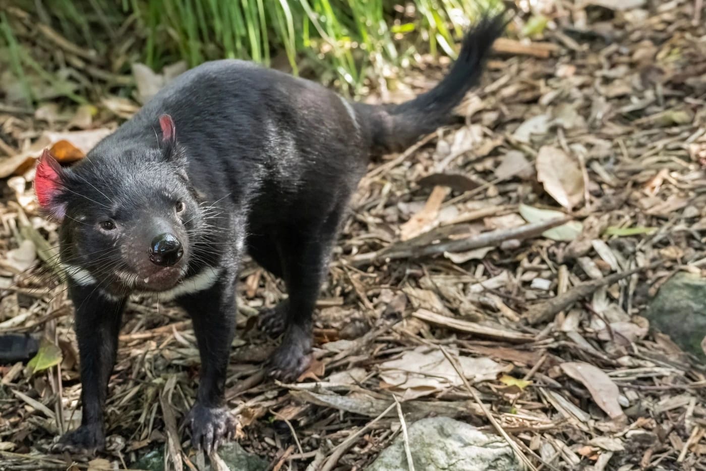 Tasmaniankarhu luonnossa