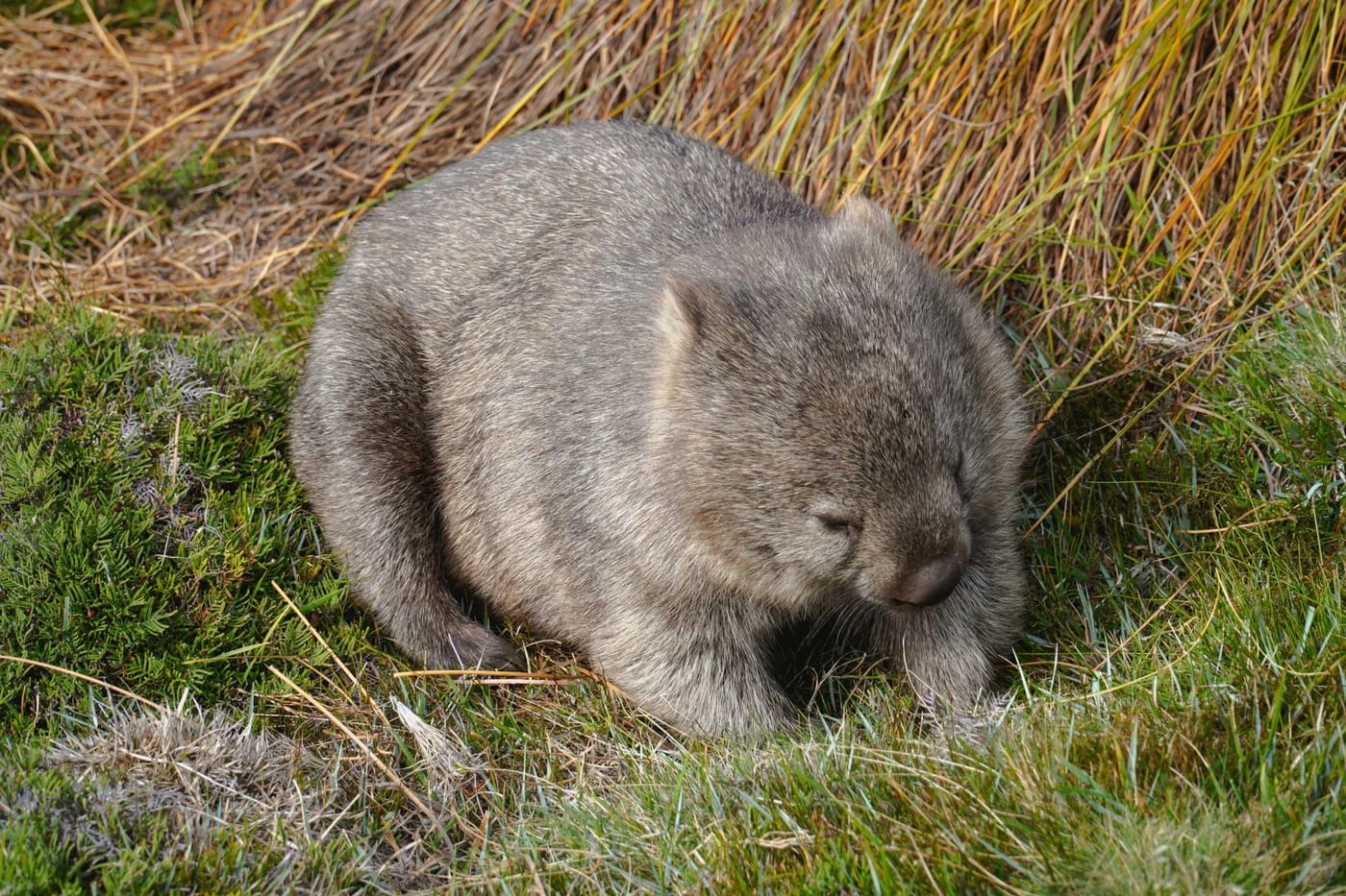 Vombatti Cradle Mountainin nurmella