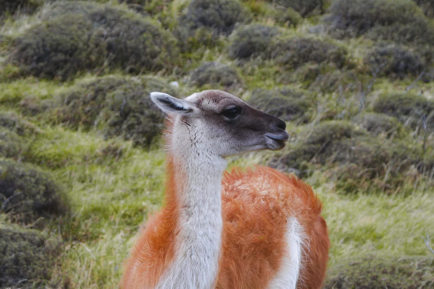 Guanaco Patagonian ruohikossa