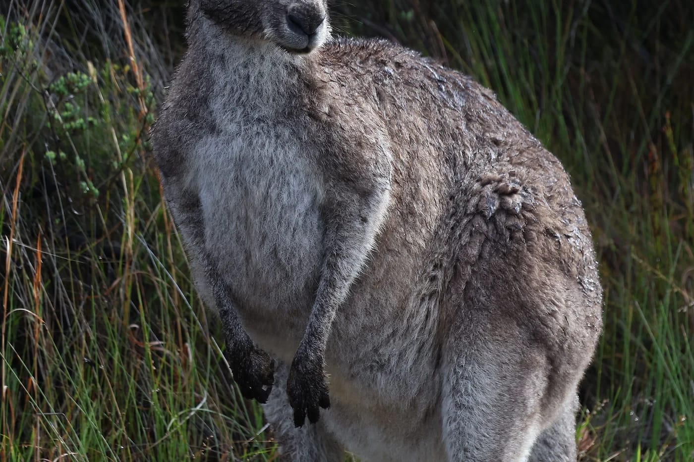 Villi kenguru Australian pensasmaastossa