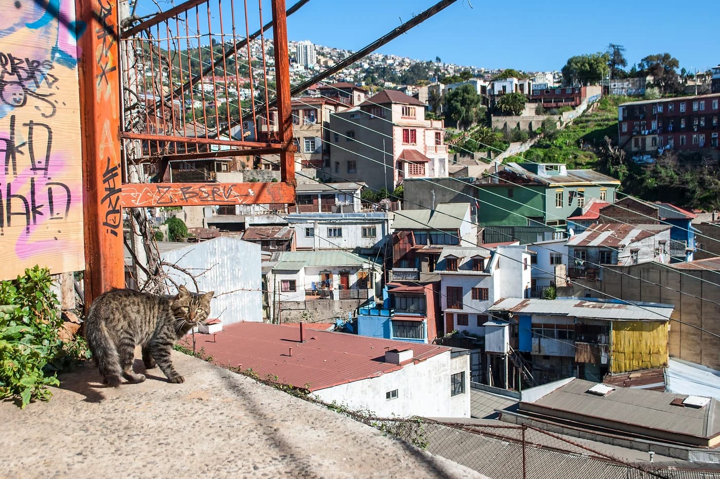 Kulkukissa Valparaíson värikkäillä kukkuloilla