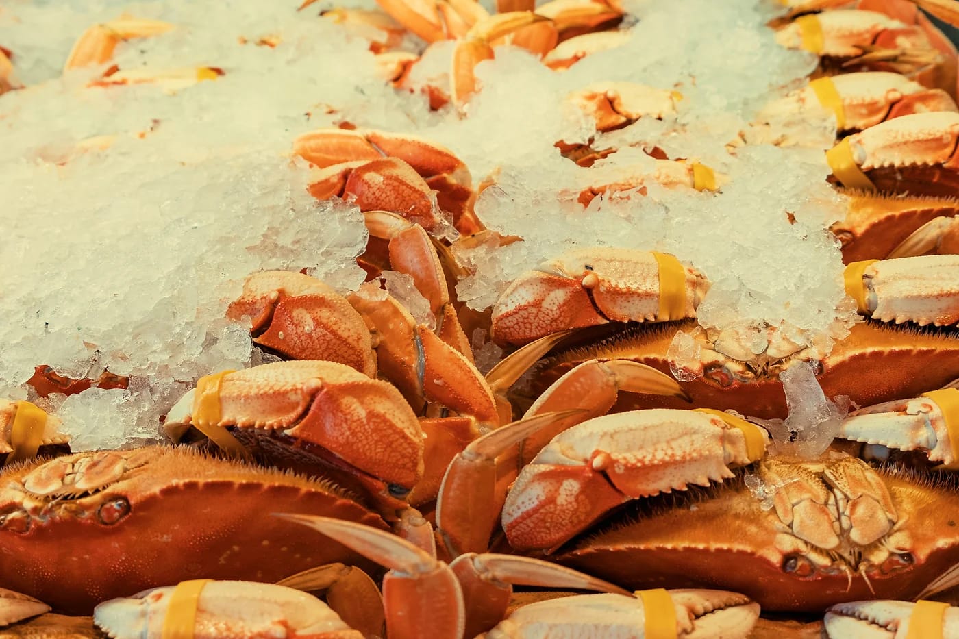 Dungeness-rapuja