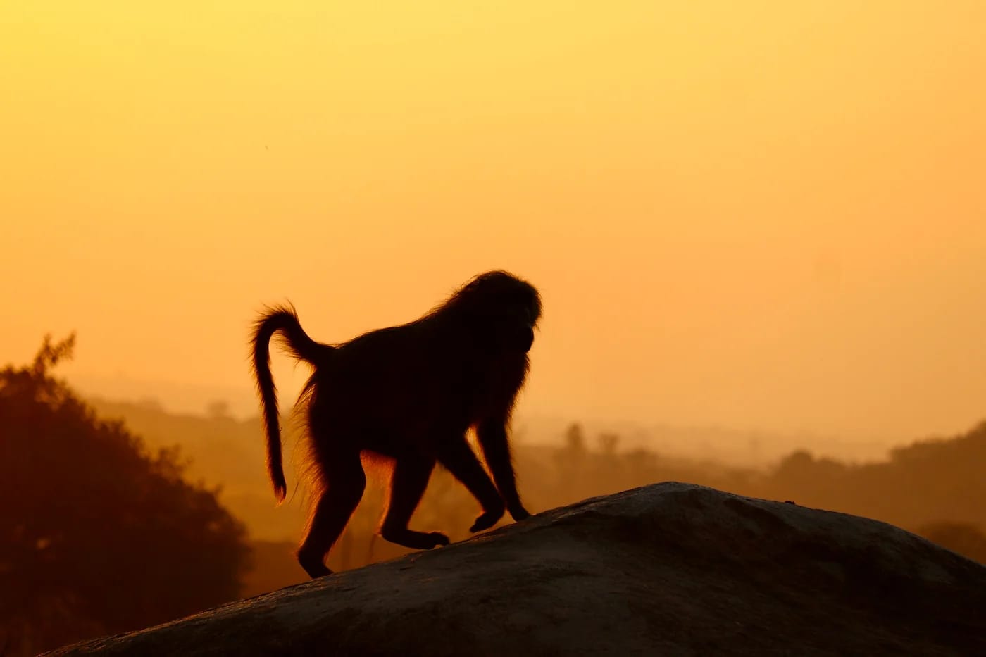 Paviaani auringonlaskun siluettina Zimbabwessa