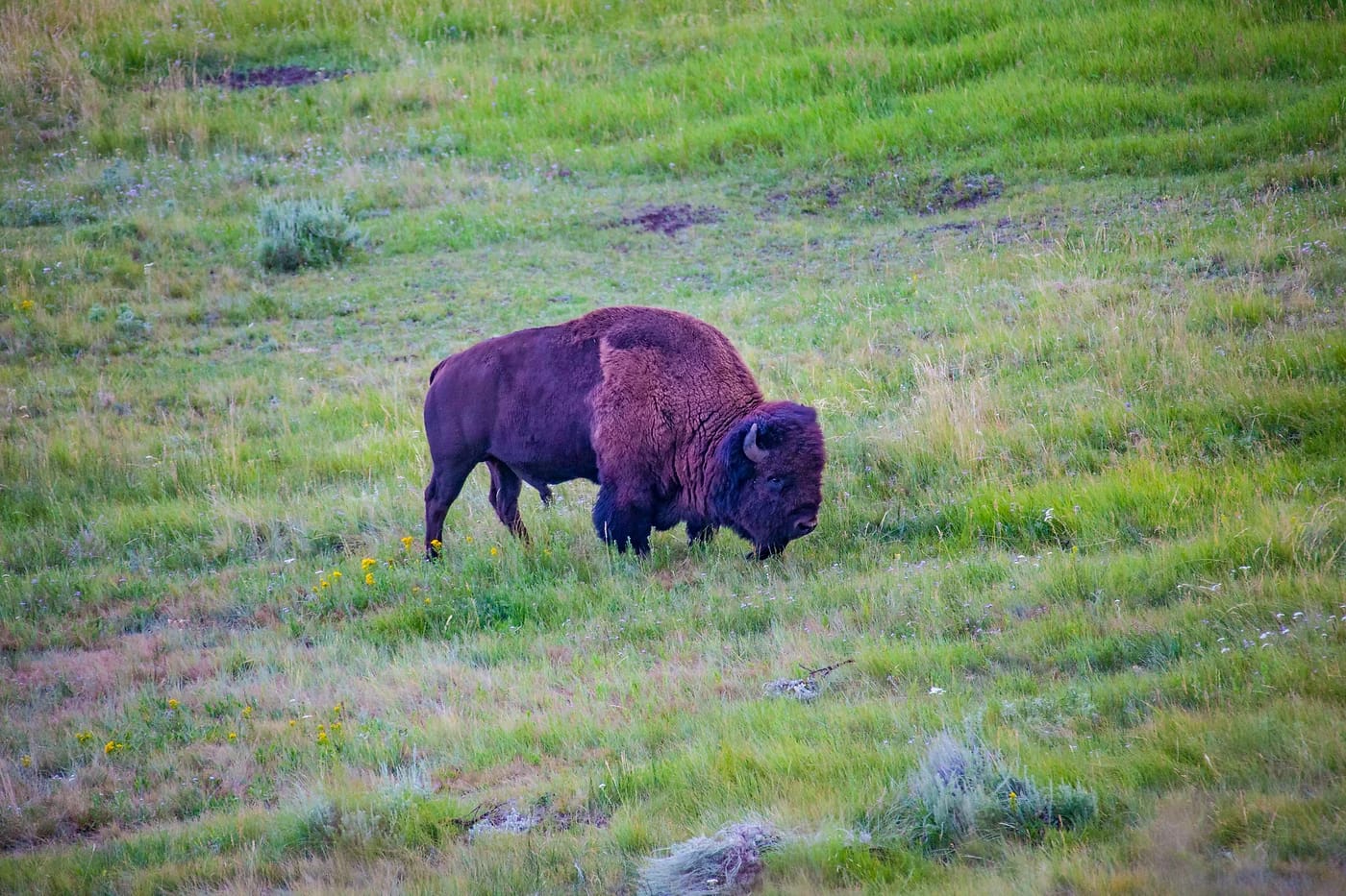 Amerikanbiisoni laiduntaa Yellowstonen niityllä