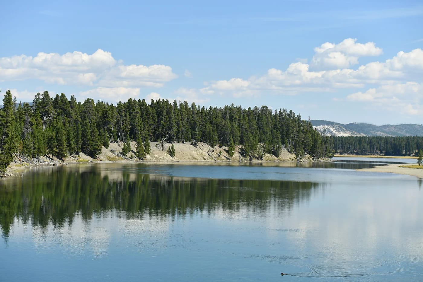 Tyyni Yellowstone-järvi havumetsän reunustamana