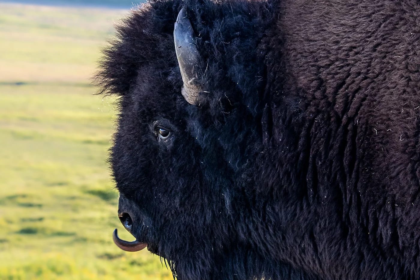 Amerikanbiisonin muotokuva Yellowstonessa