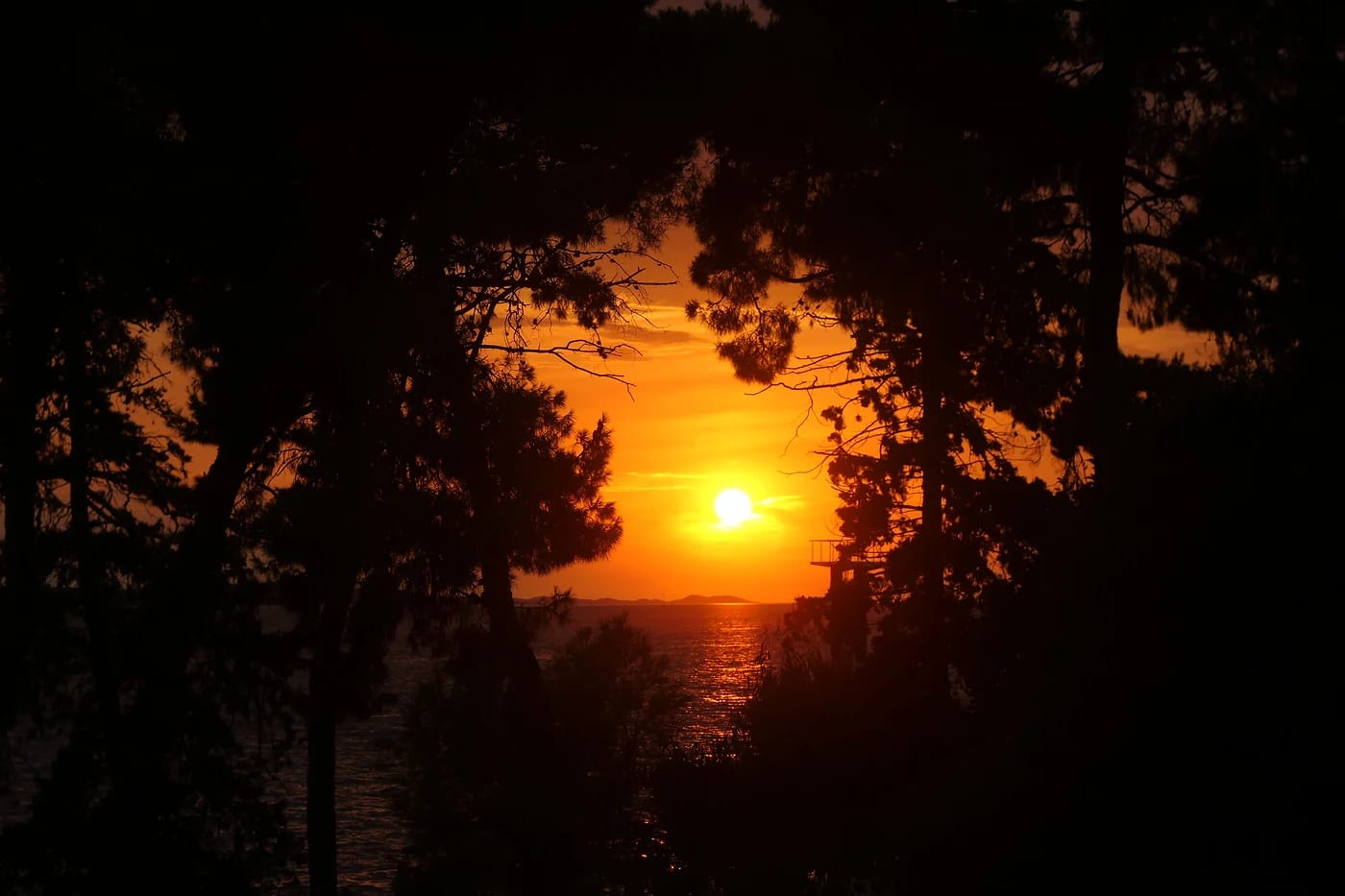 Auringonlasku Adrianmeren yllä mäntyjen läpi Zadarissa