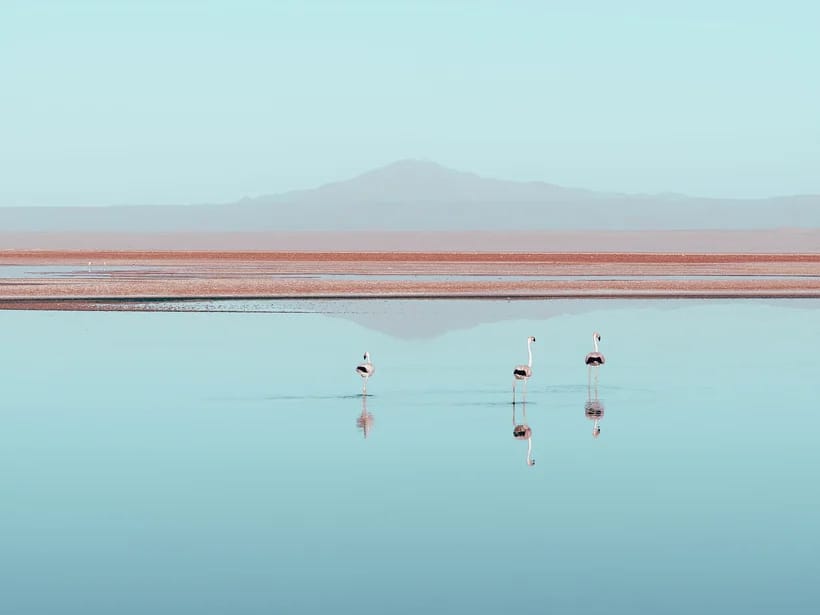 Laguna Chaxa