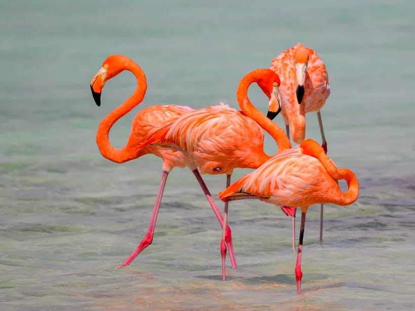 Pekelmeerin flamingot