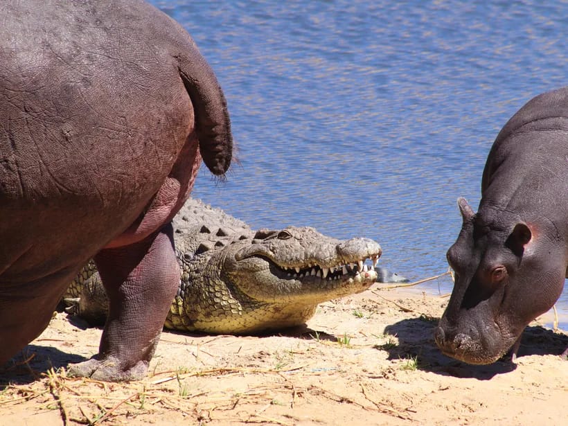 Chobe-joki