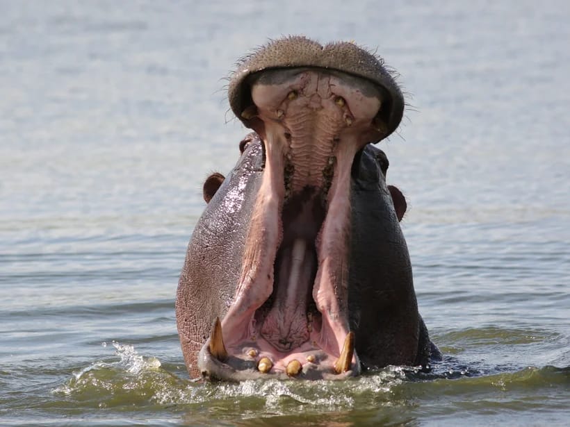 Sedudun saari