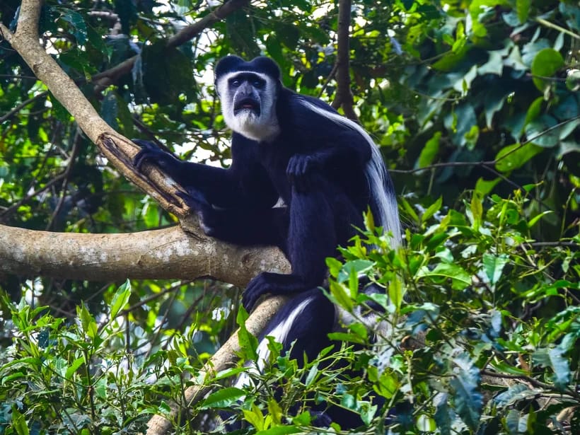 Colobus-apinat