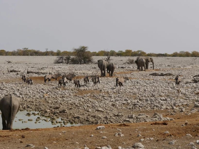 Vesiaukkosafari