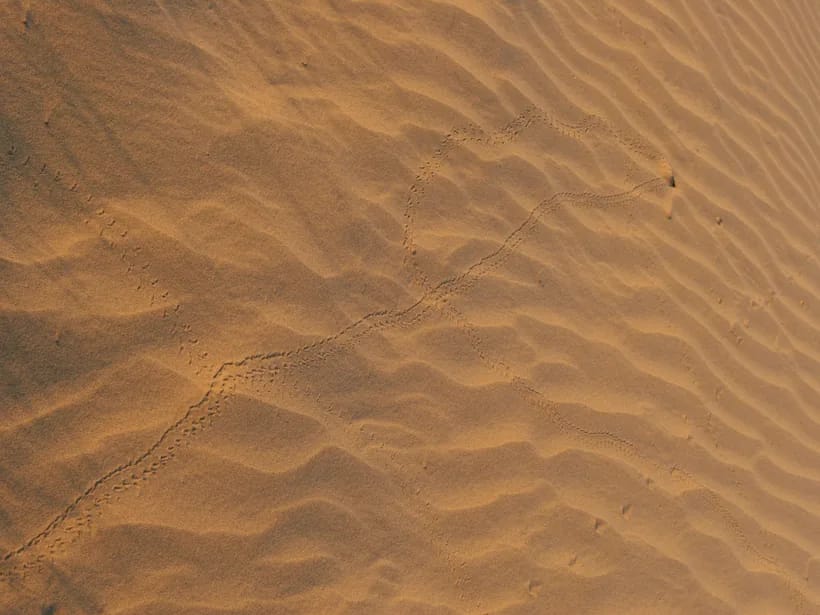 Sam-dyynit