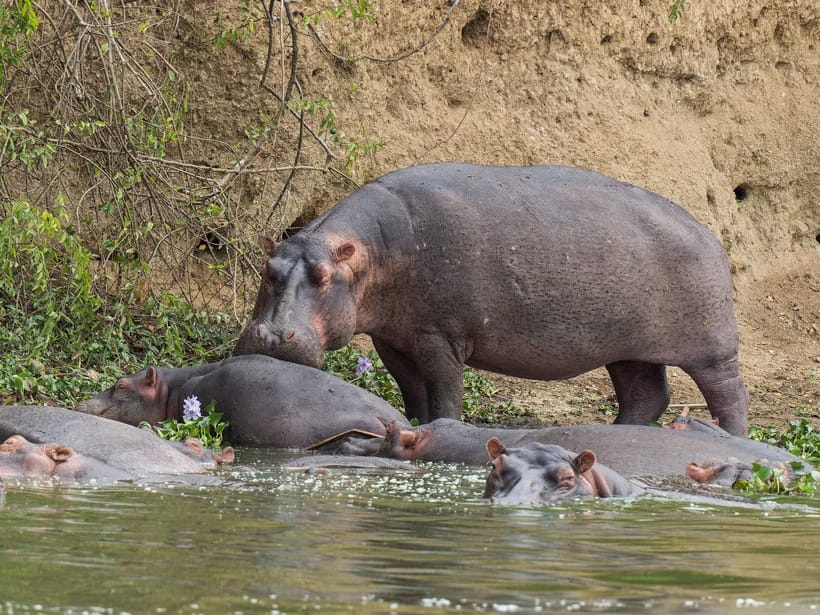 Jokisafari