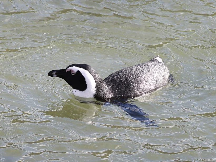 Boulders Beach