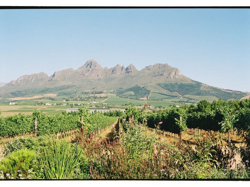 Viinitilat & Robben Island