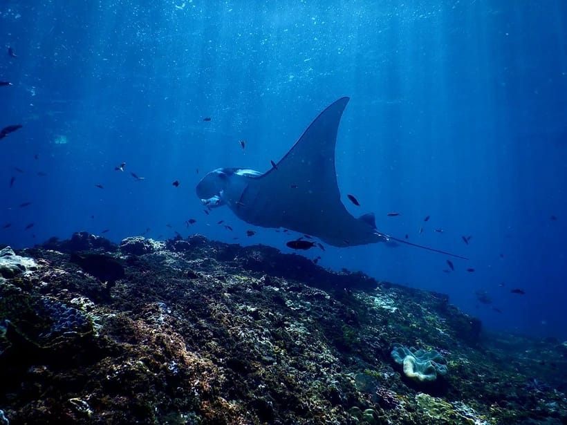 Manta Point