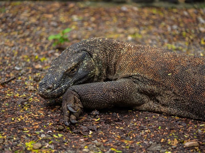 Komodo & Rinca