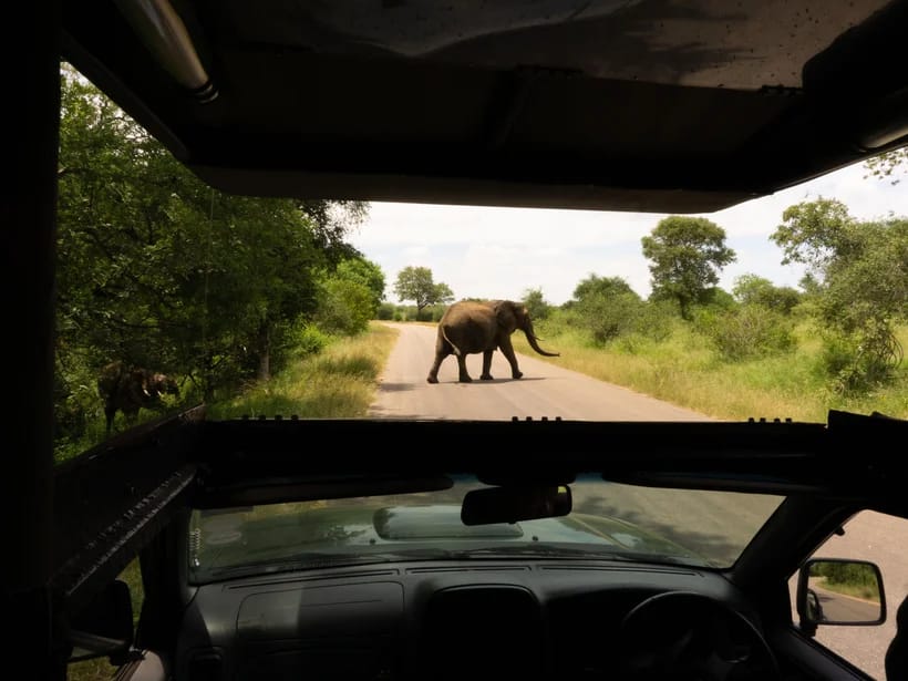 Self-drive-safari