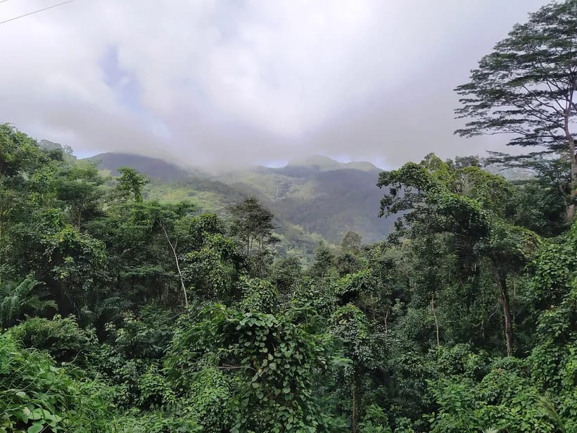 Morne Seychellois