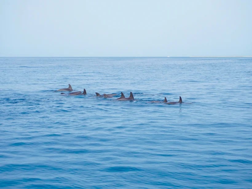 Samadai (Dolphin House)