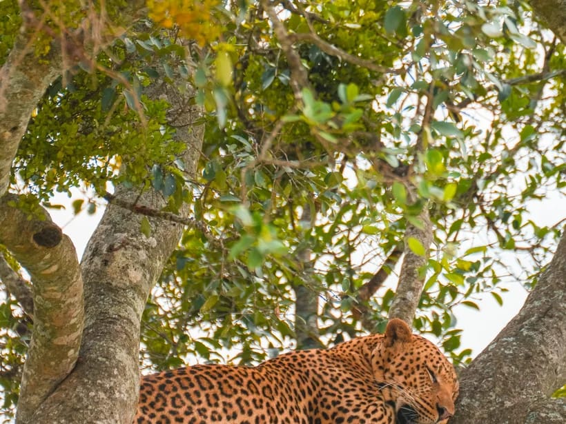 Big Five