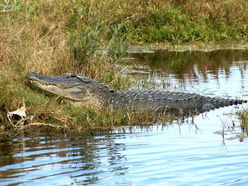Everglades