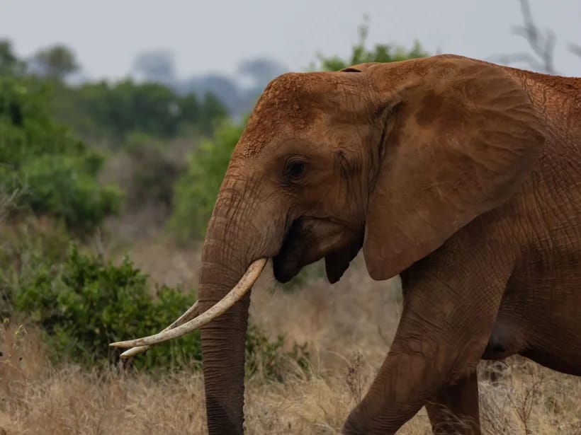 Päiväretki: Tsavo