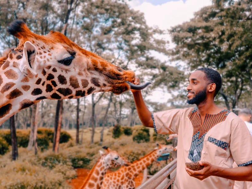 Giraffe Centre