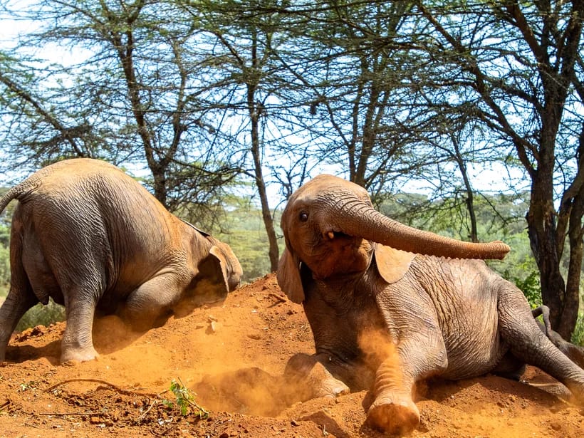 Sheldrick Wildlife Trust