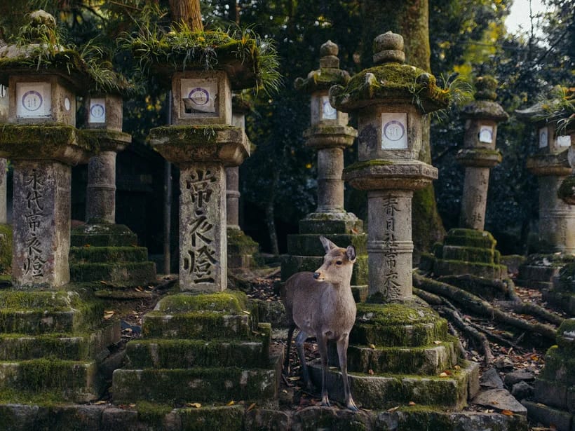 Kasuga Taisha