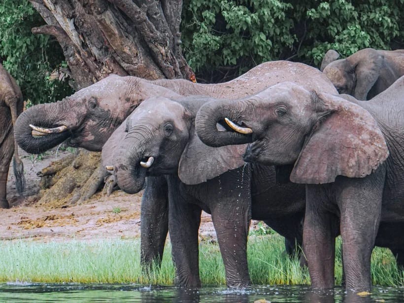 Chobe