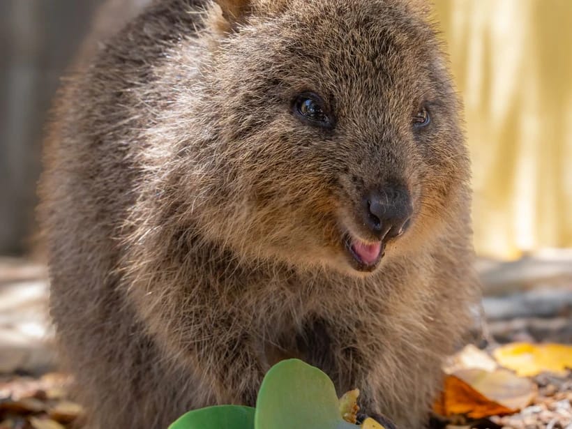 Rottnestin saari & quokkat