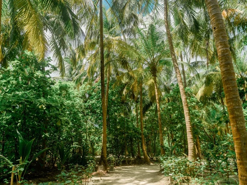 Vallée de Mai