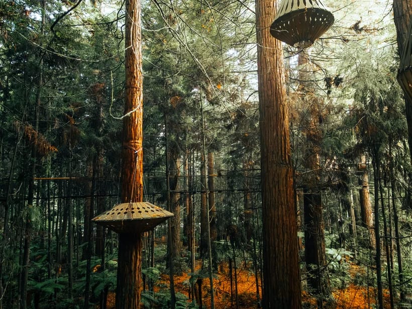 Redwoods