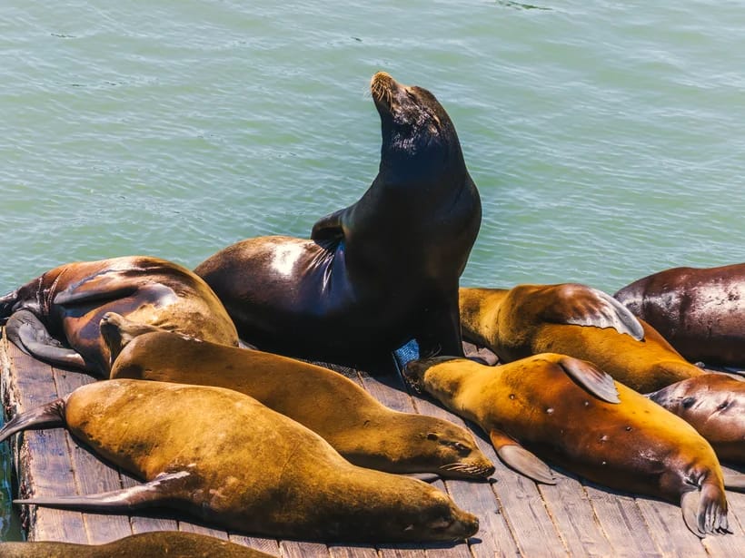 Fisherman's Wharf & Pier 39