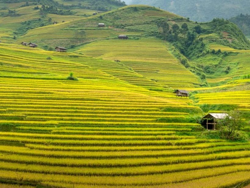 Muong Hoan riisiterassit