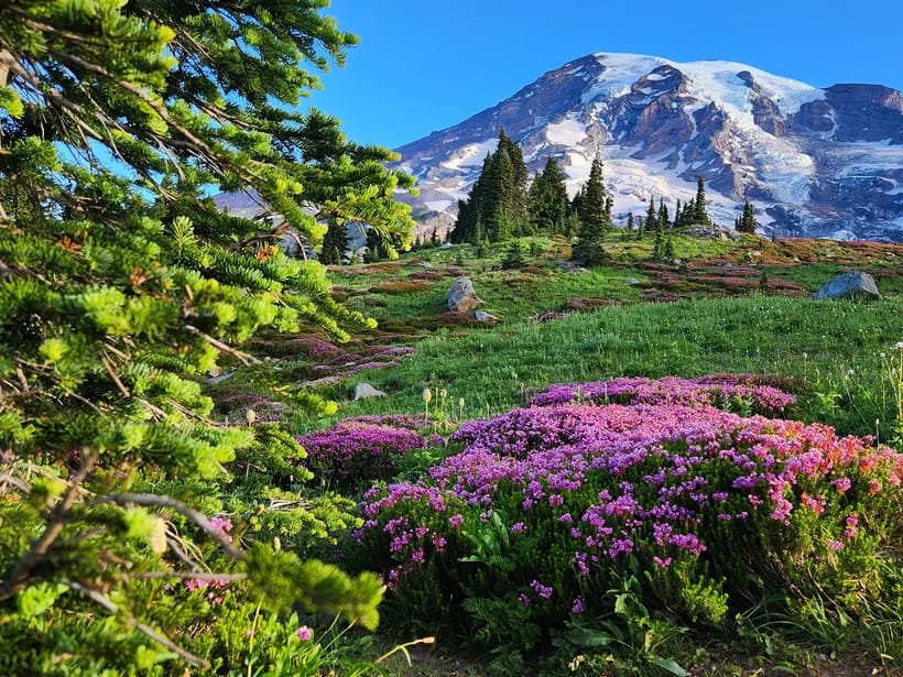 Mount Rainier