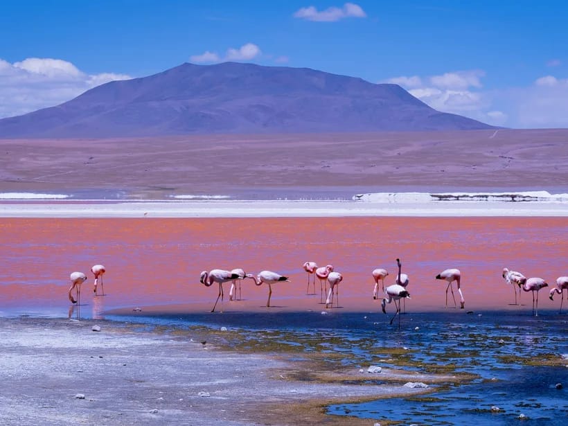 Laguna Colorada