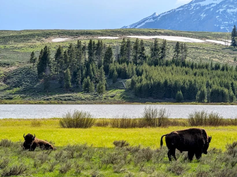 Lamar Valley