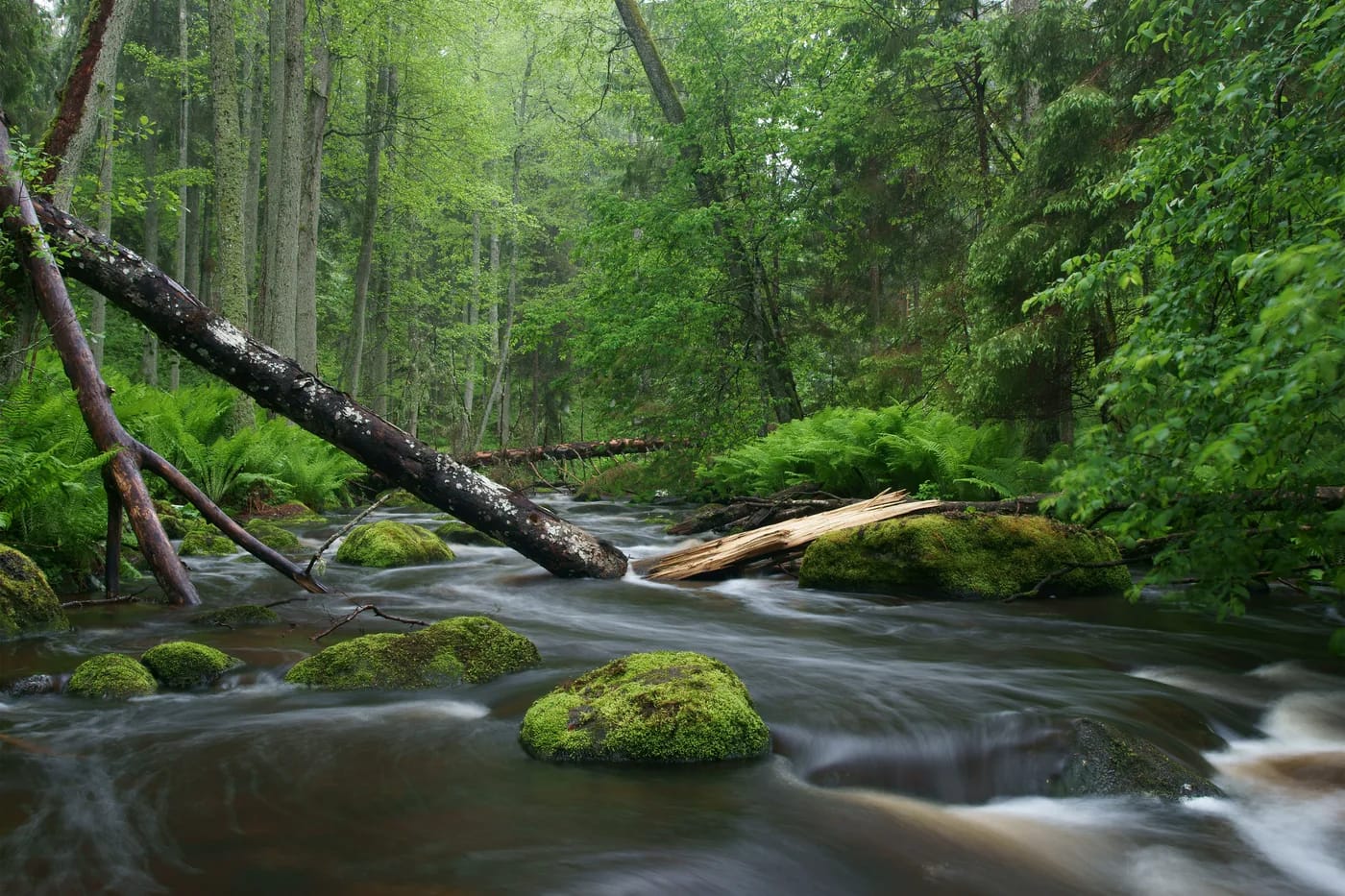Altjan joki Lahemaan metsässä